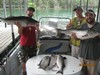 (06/14/2015) - Nice Striped Bass